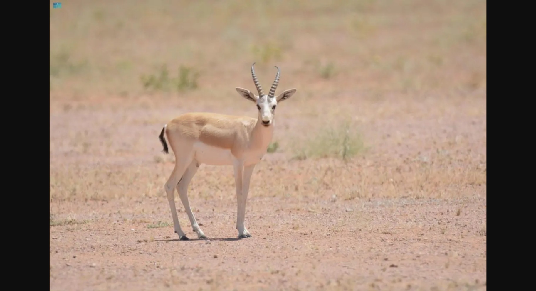 Rhim Gazelles Increasing At Imam Turki Bin Abdullah Reserve