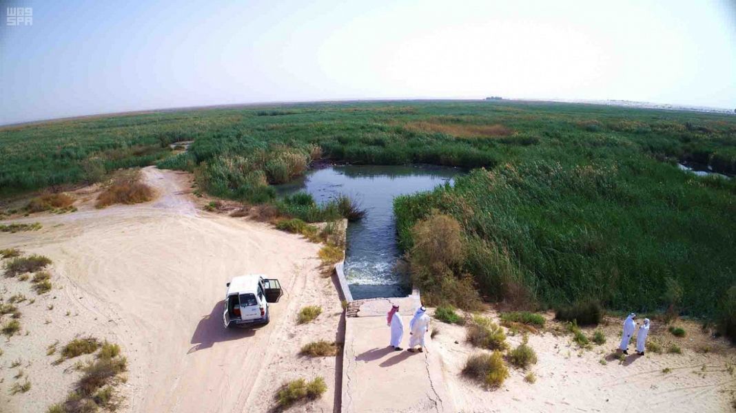 معلومات عن بحيرة الاصفر في الاحساء