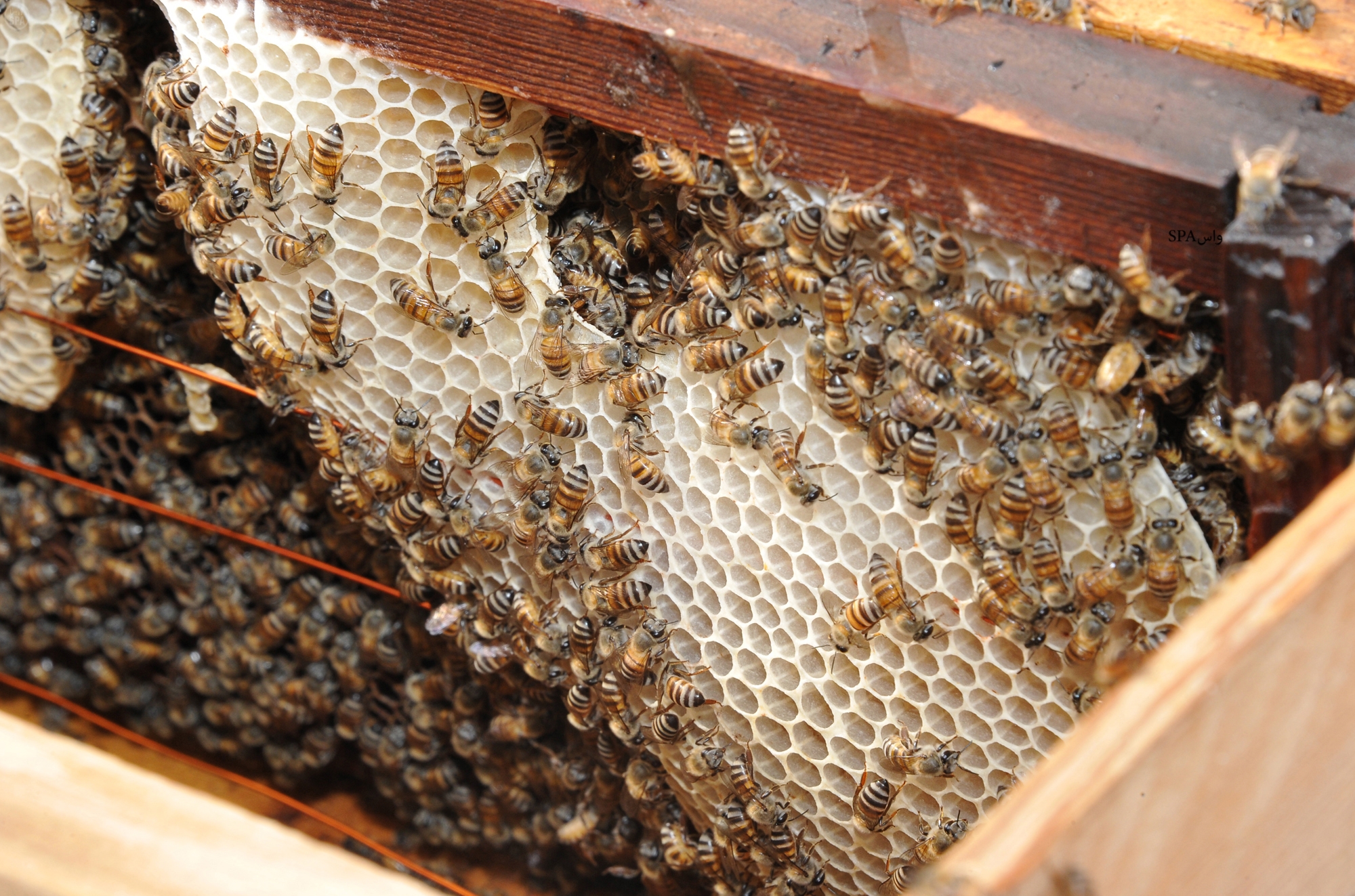 Saudi Honey: The Finest In The World