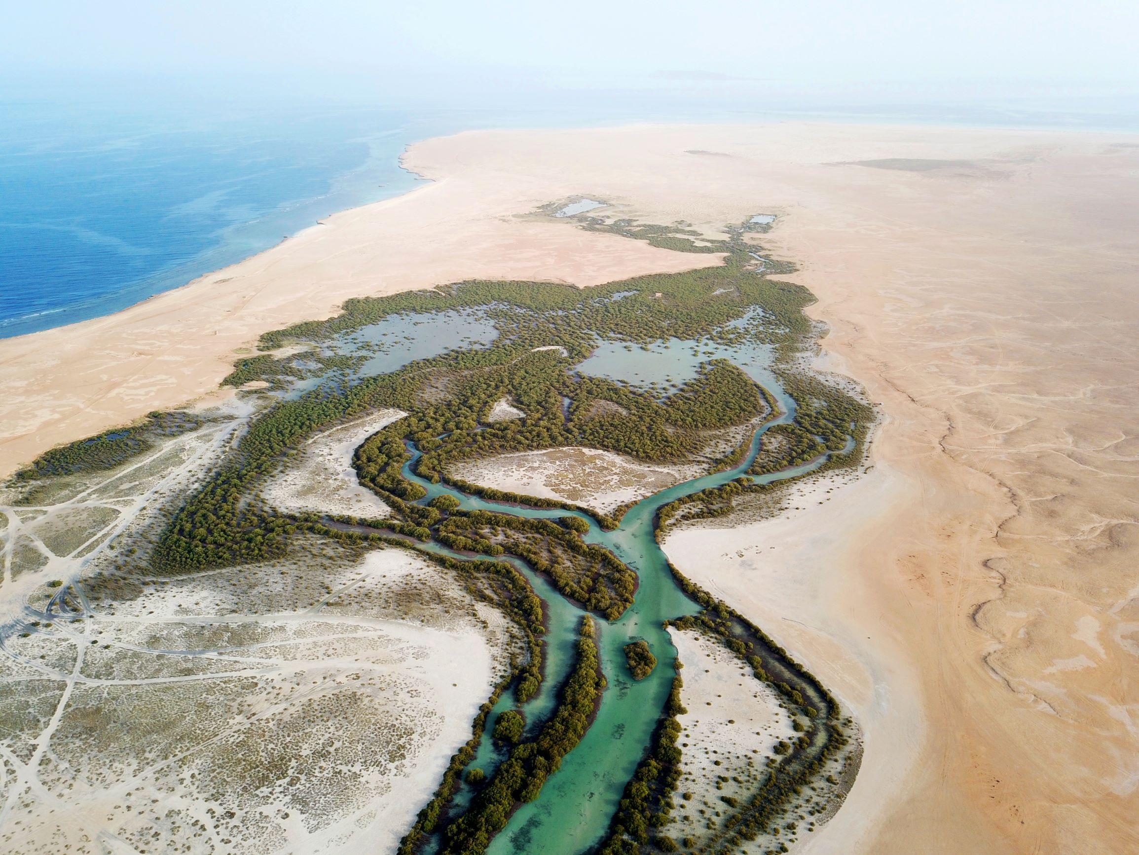 the-ecological-importance-of-mangroves